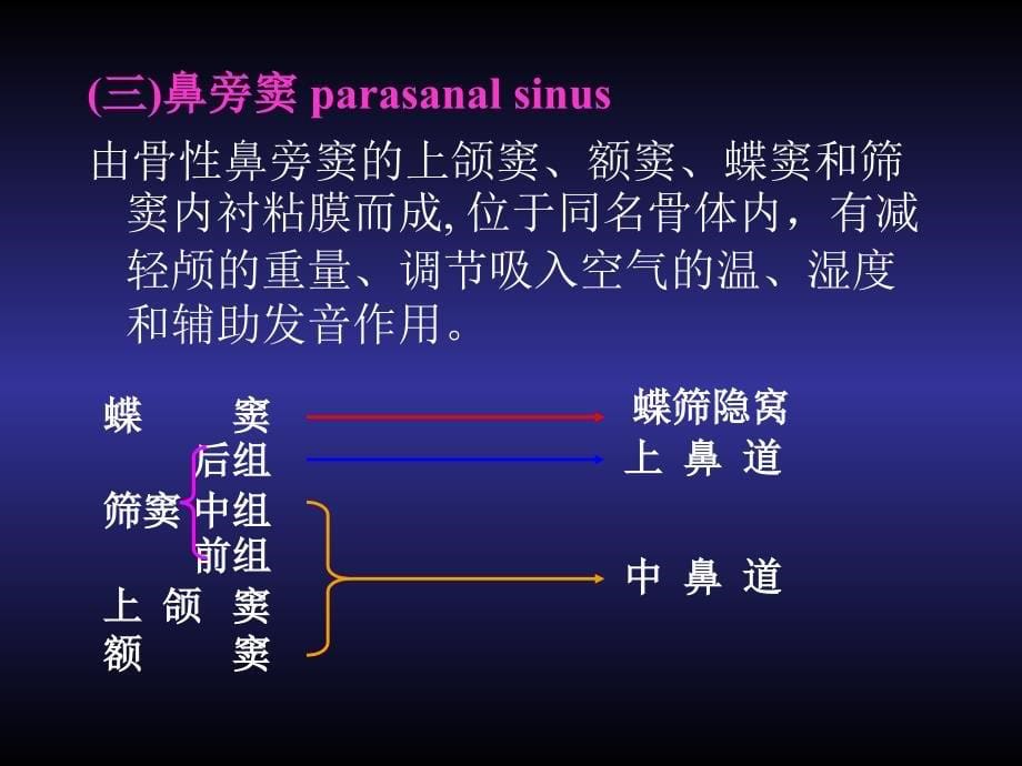 解剖生理学呼吸系统_第5页