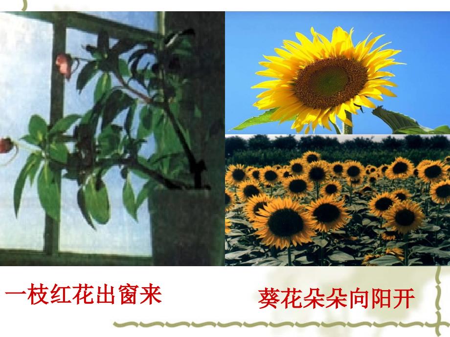 植物生长素的发现公开课动画很棒很实用_第2页