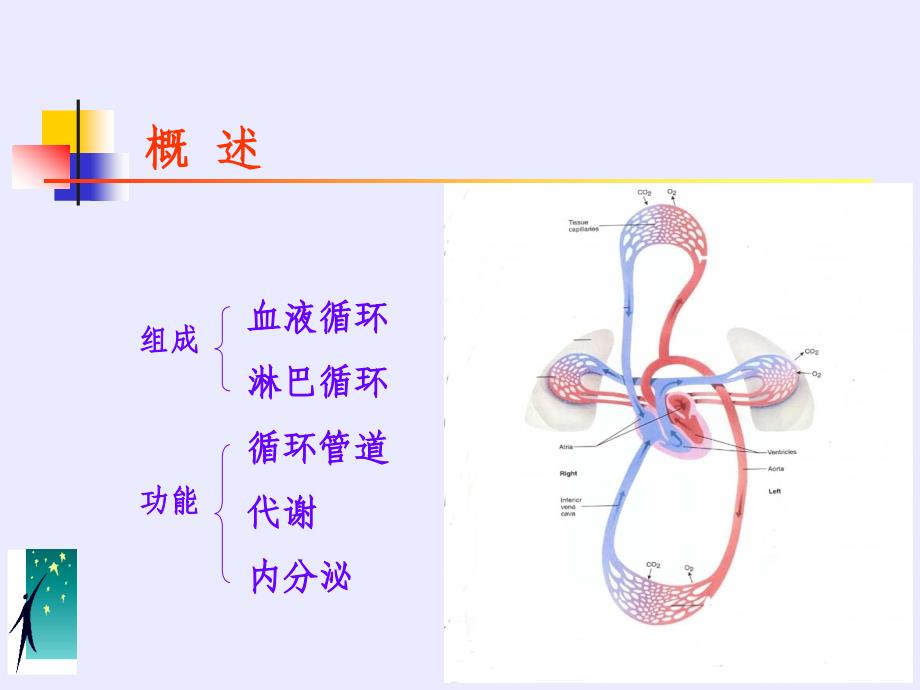 循环系统讲课文档资料_第4页