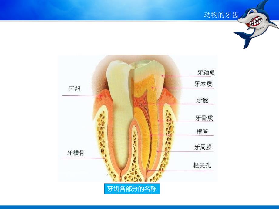 物的牙齿ppt课件_第3页