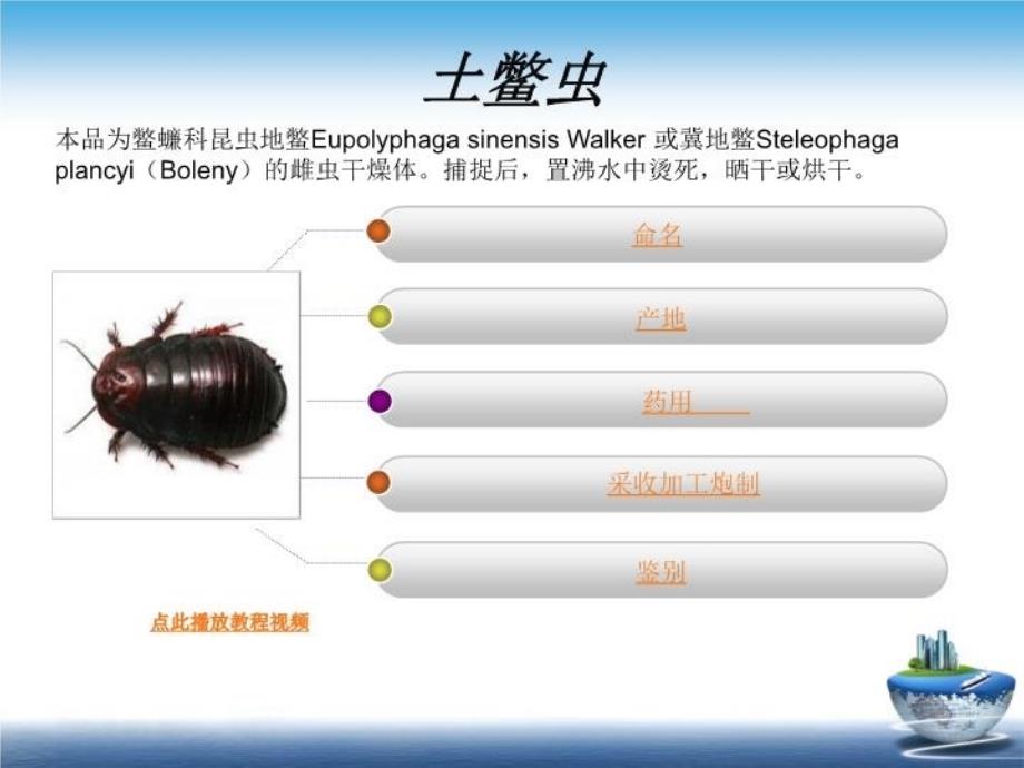 最新土鳖虫的养殖和加工技术演示资料幻灯片_第3页