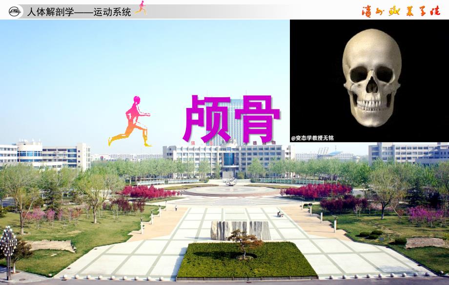 《人体解剖学》颅骨.ppt_第1页