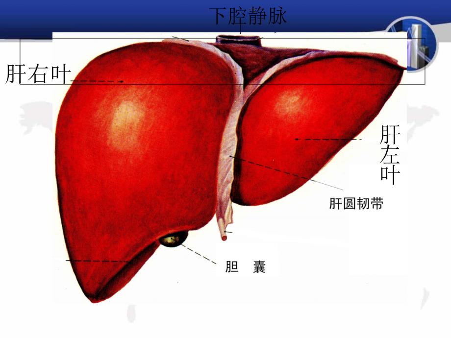 肝脏超声图片PPT课件_第2页