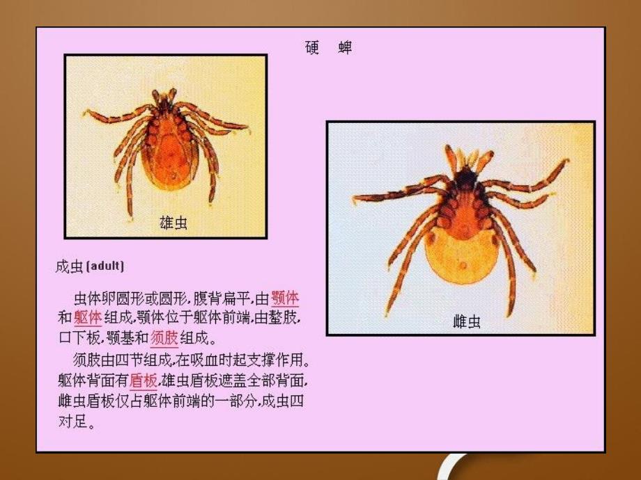 医学节肢动物11临床_第4页