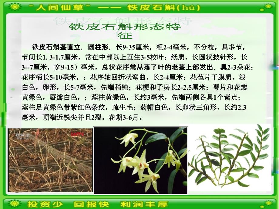 铁皮石斛温室大棚种植技术_第3页