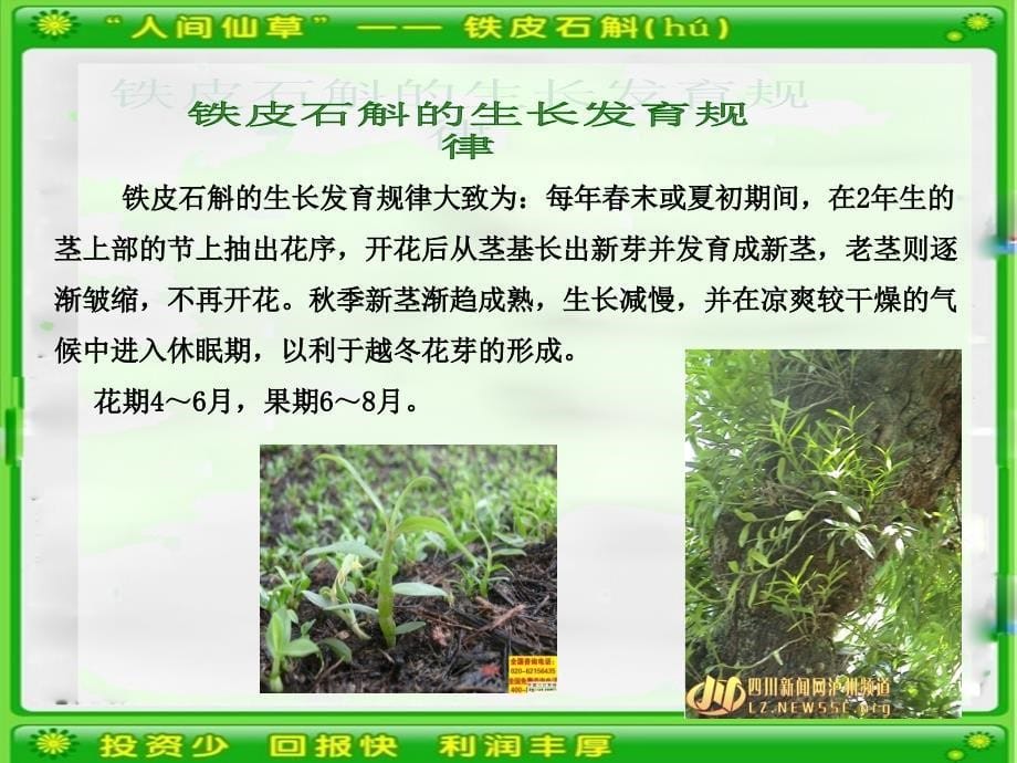 铁皮石斛温室大棚种植技术_第5页