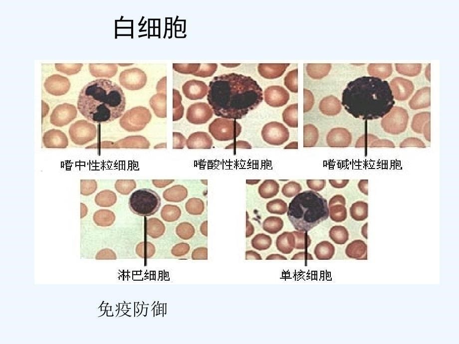 八年级生物第一学期试验本第1章第二节什么是人体的内环课件上海版_第5页