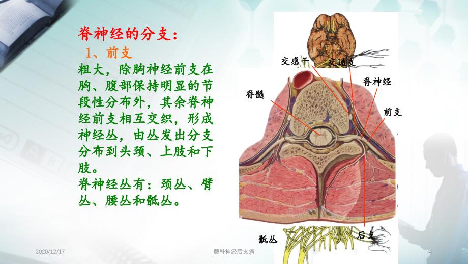 腰脊神经后支痛_第4页