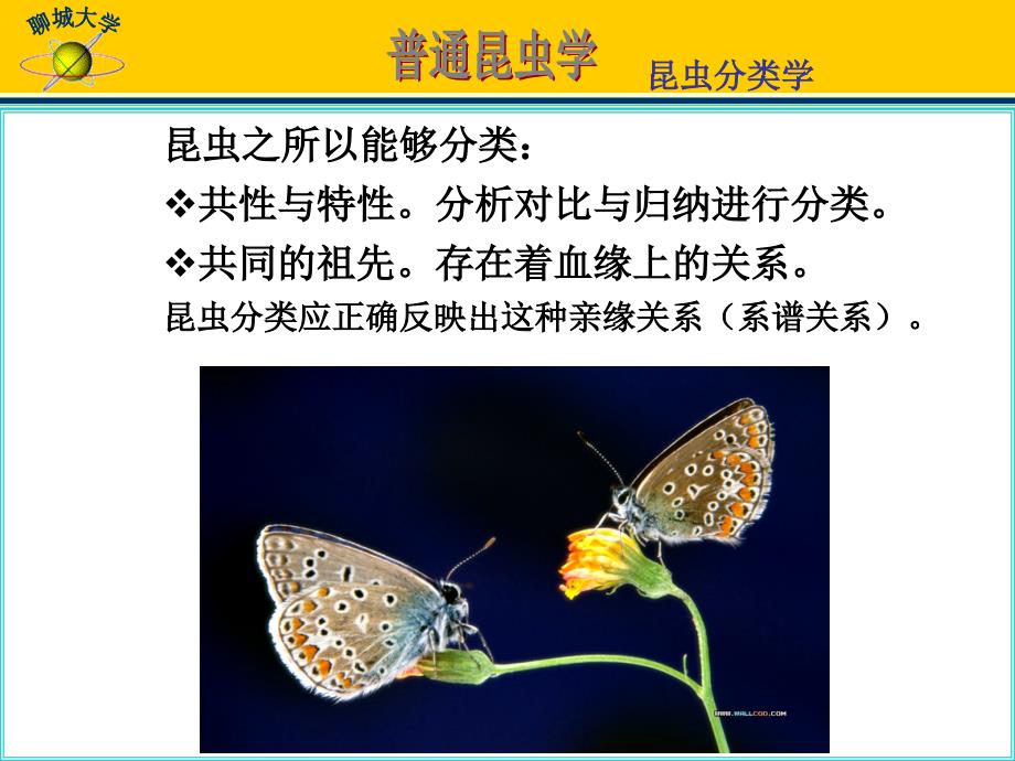 第三篇昆虫分类学课件_第3页