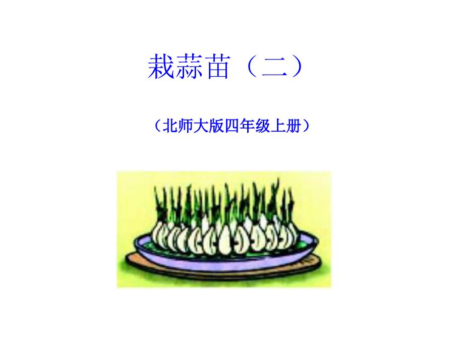 002北师大四年级数学上栽蒜苗二课件_第1页