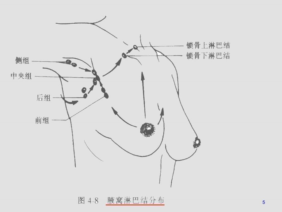 一般 浅表淋巴结检查实验指导_第5页