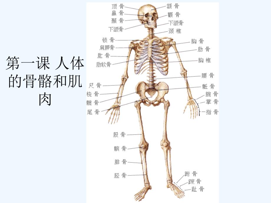 第一课 人体的骨骼和肌肉_第4页