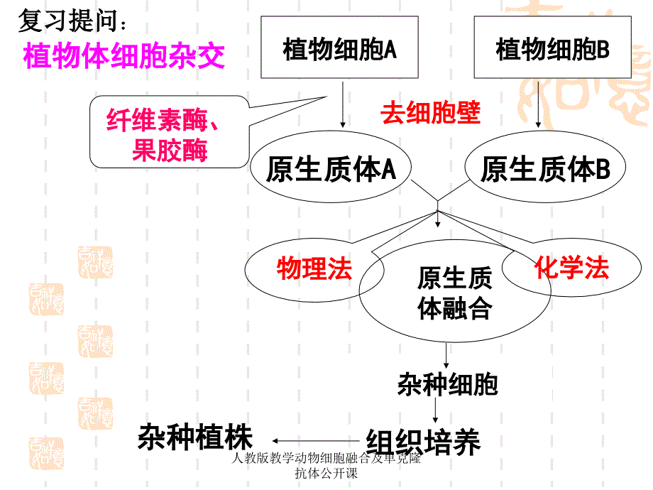 人教版教学动物细胞融合及单克隆抗体公开课课件_第2页