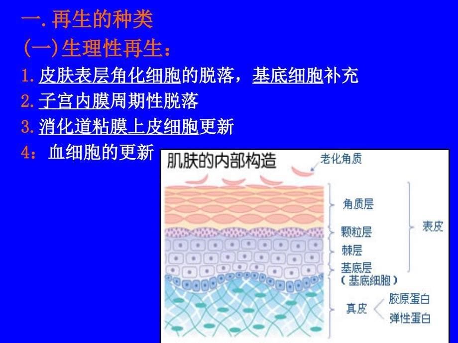 再生与复本科主编王恩华第二版中西医缩略_第5页