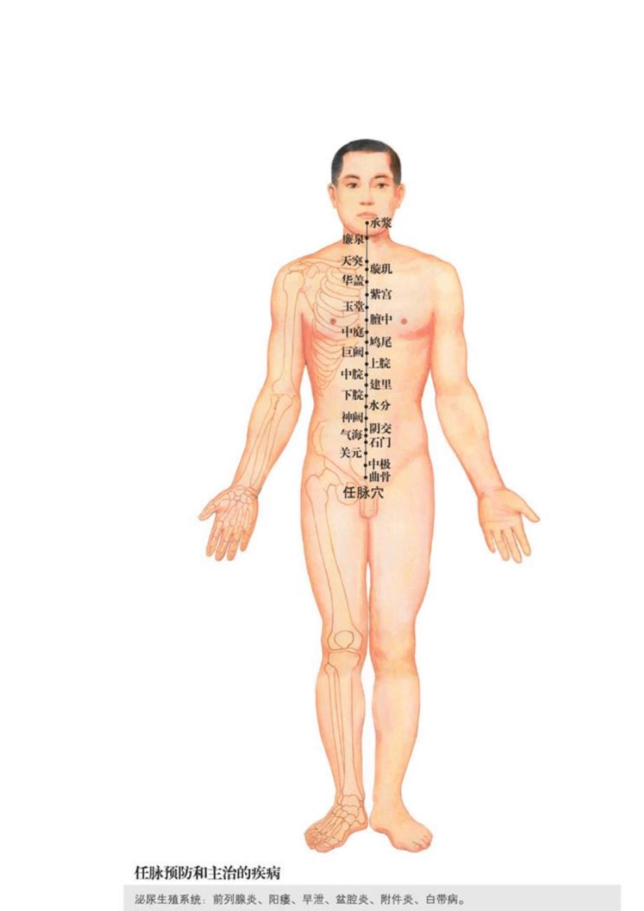 全身经络示范图(免费)[共31页]_第3页