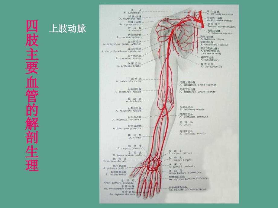 四肢血管损伤的诊断与处理ppt课件_第4页