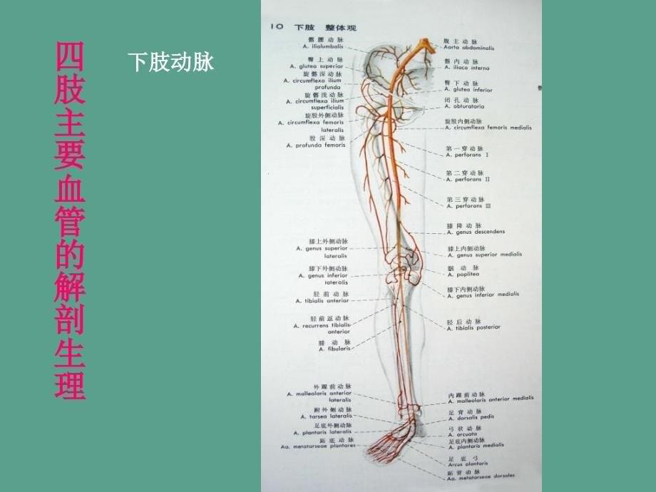 四肢血管损伤的诊断与处理ppt课件_第5页