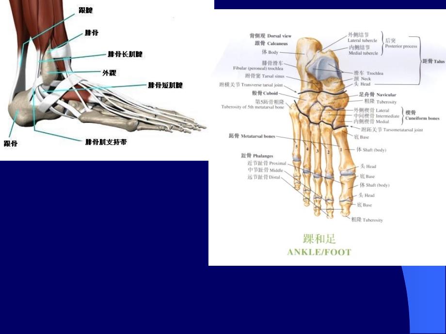 踝关节侧副韧带损伤_第4页