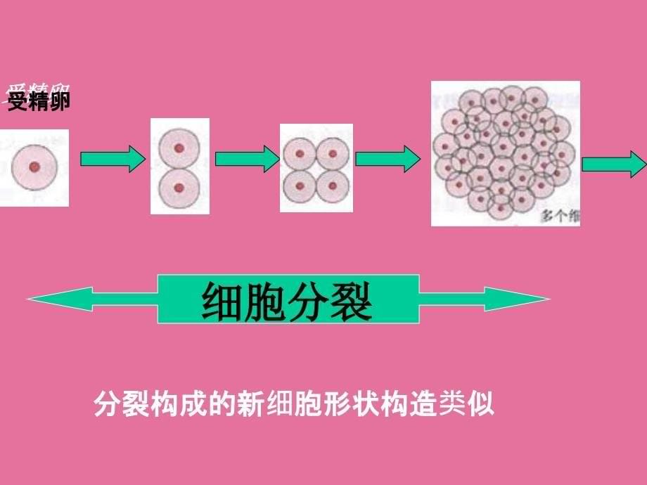 动物的结构层次ppt课件_第5页