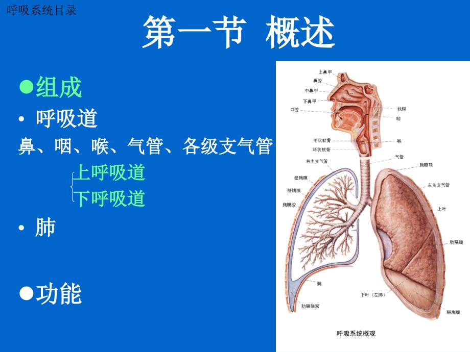 系统解剖学课件：呼吸系统_第3页