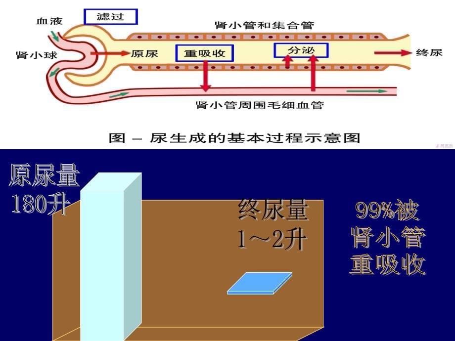 药理学 第2版24利尿药_第5页