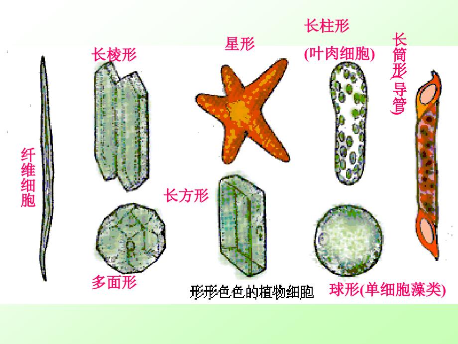 生物：3.2人和动物细胞的结构和功能课件苏教版七年级上_第1页