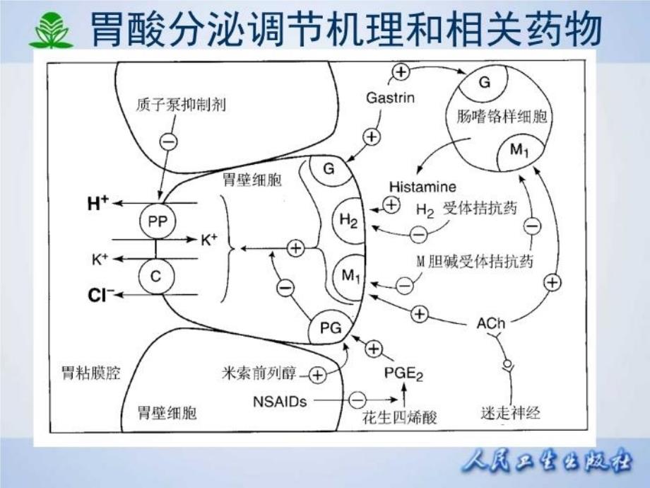 最新常见疾病治疗药物介绍第三十二章作用于消化系统药物PPT课件_第4页