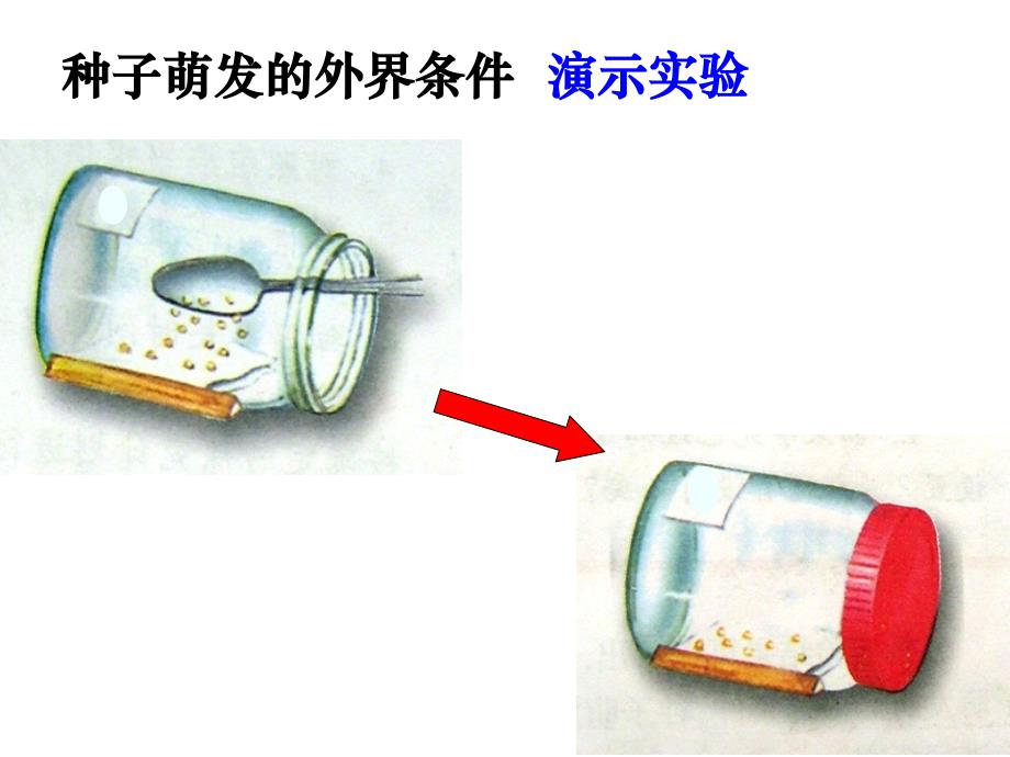 第一节种子的萌发_第4页