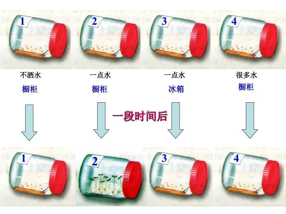 第一节种子的萌发_第5页