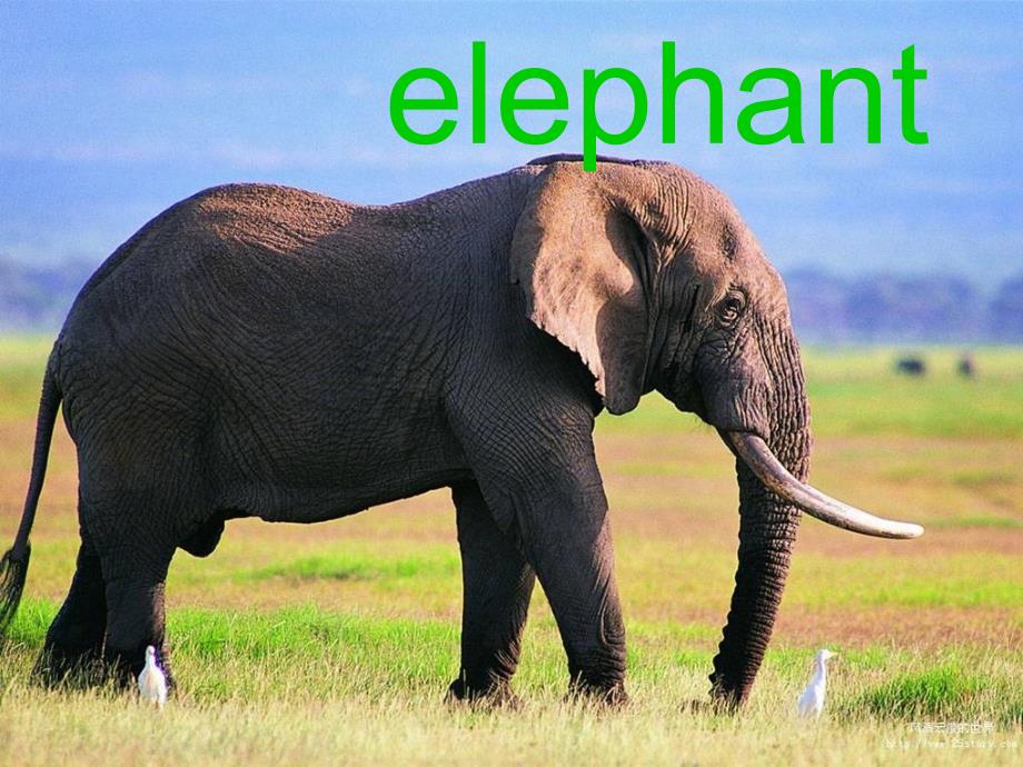 湘少版英语四上woUnit3Lookatthatelephant课件1_第4页