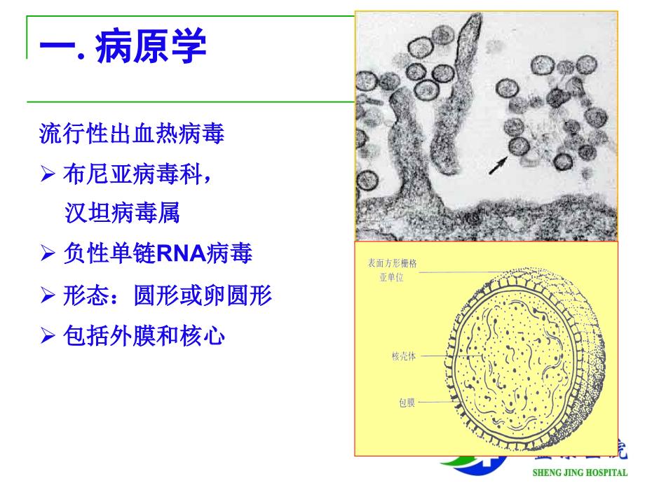 内科流行性出血热_第3页