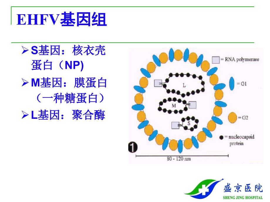 内科流行性出血热_第4页