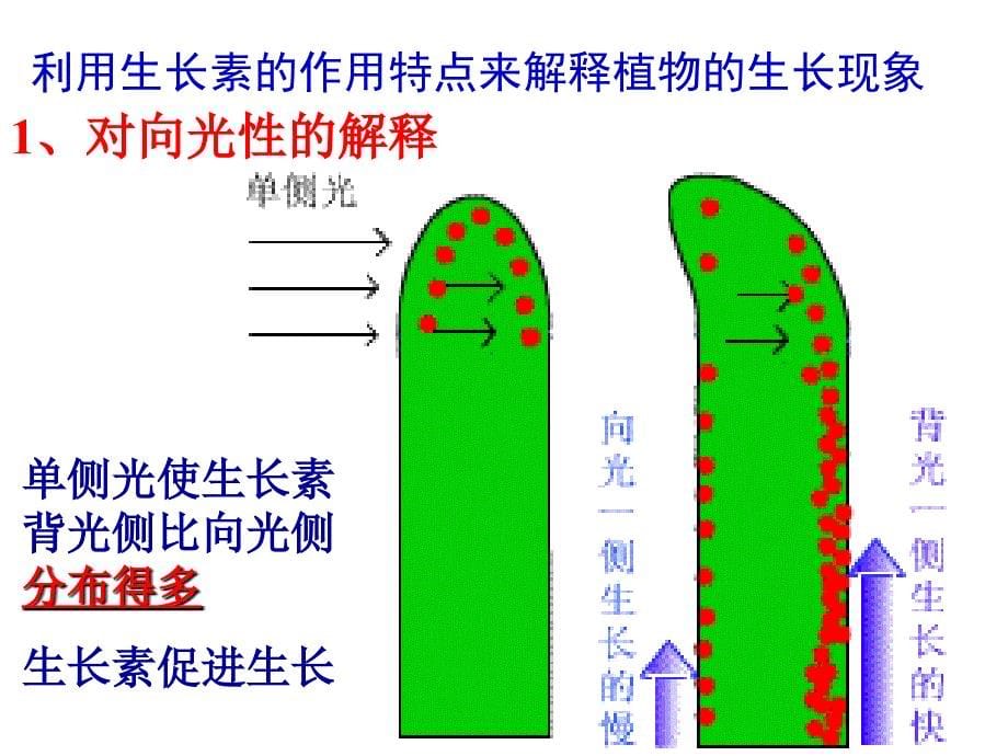 优_第二节_生长素的作用_第5页