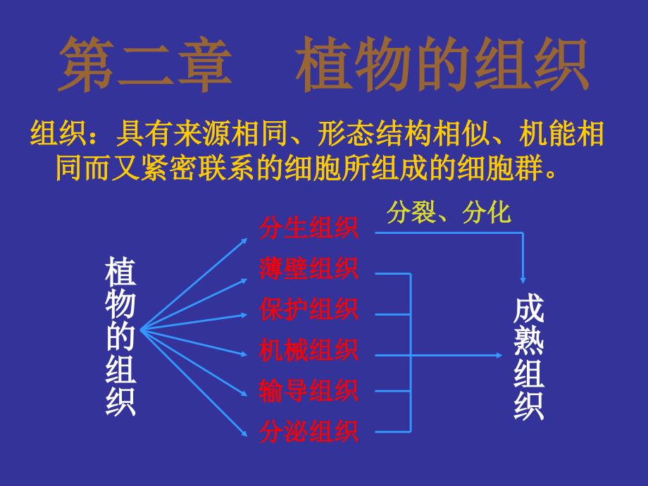 植物的组织课件_第1页