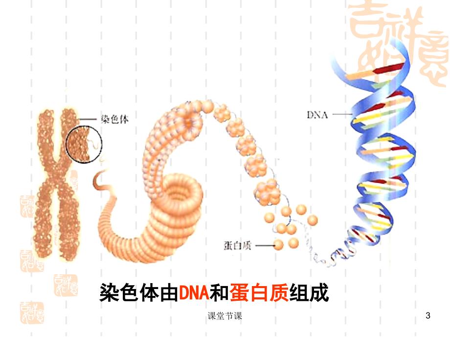 生物3.4基因是有遗传效应的DNA片段 课件2(人教版必修2)【课堂优讲】_第3页