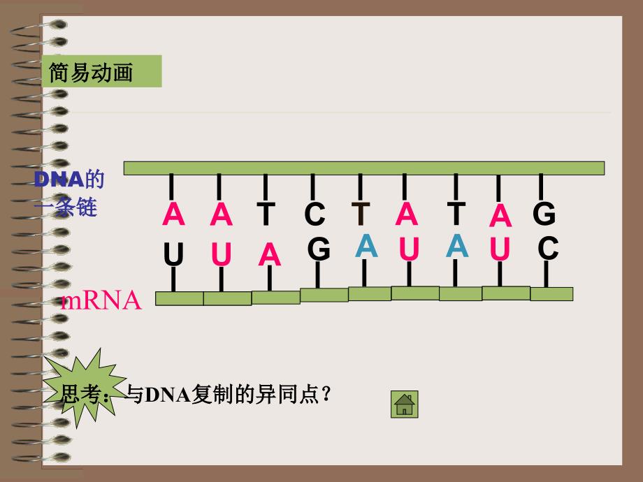 人教版教学课件基因的表达1_第4页