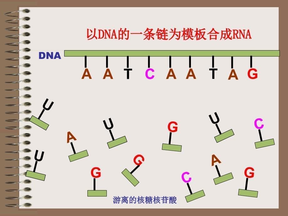 人教版教学课件基因的表达1_第5页