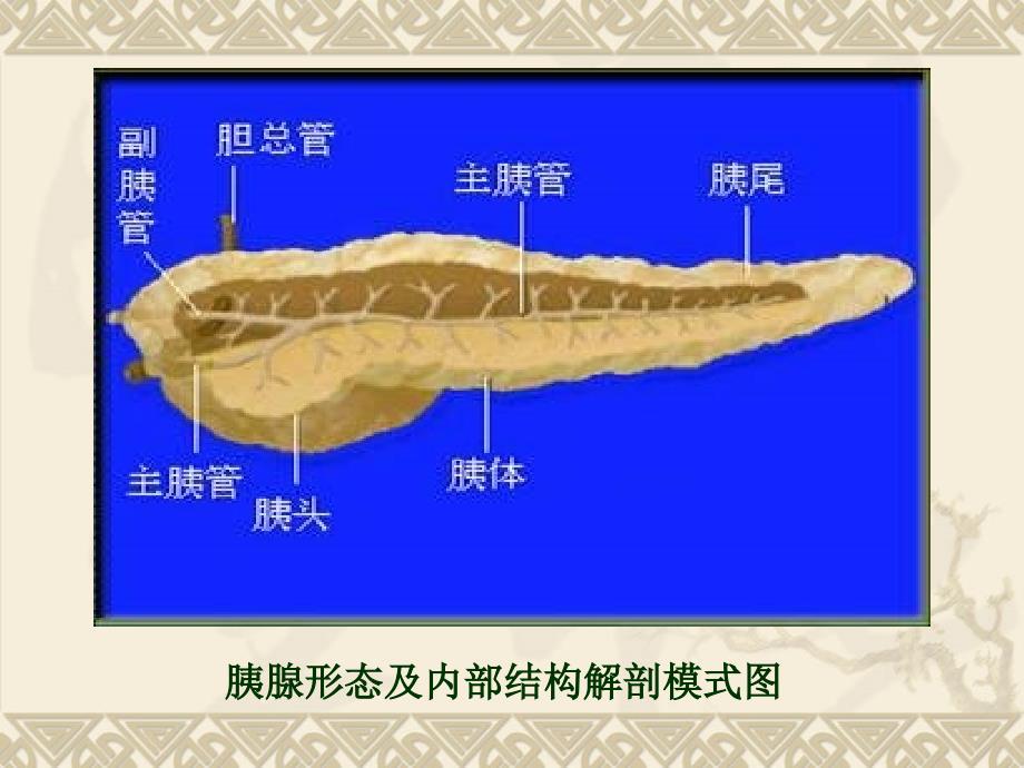 医学胰腺疾病超声诊断PPT培训课件_第5页