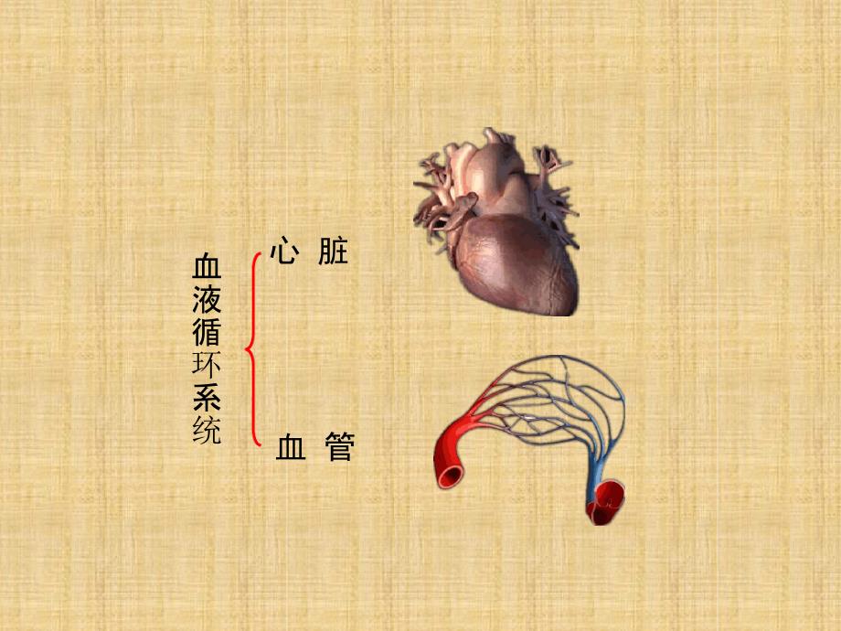 初中七年级生物下册43输送血液的泵andmdashandmdash心脏第1课时教学名师优质课件新版新人教版_第4页