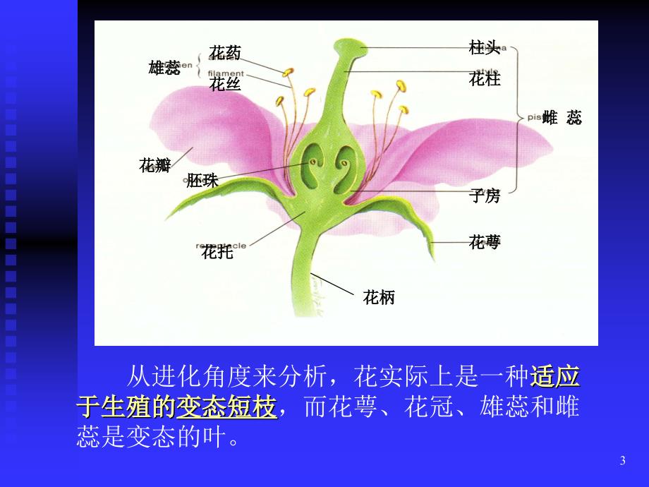 奥赛冲刺第轮考点串讲植物学繁殖_第3页