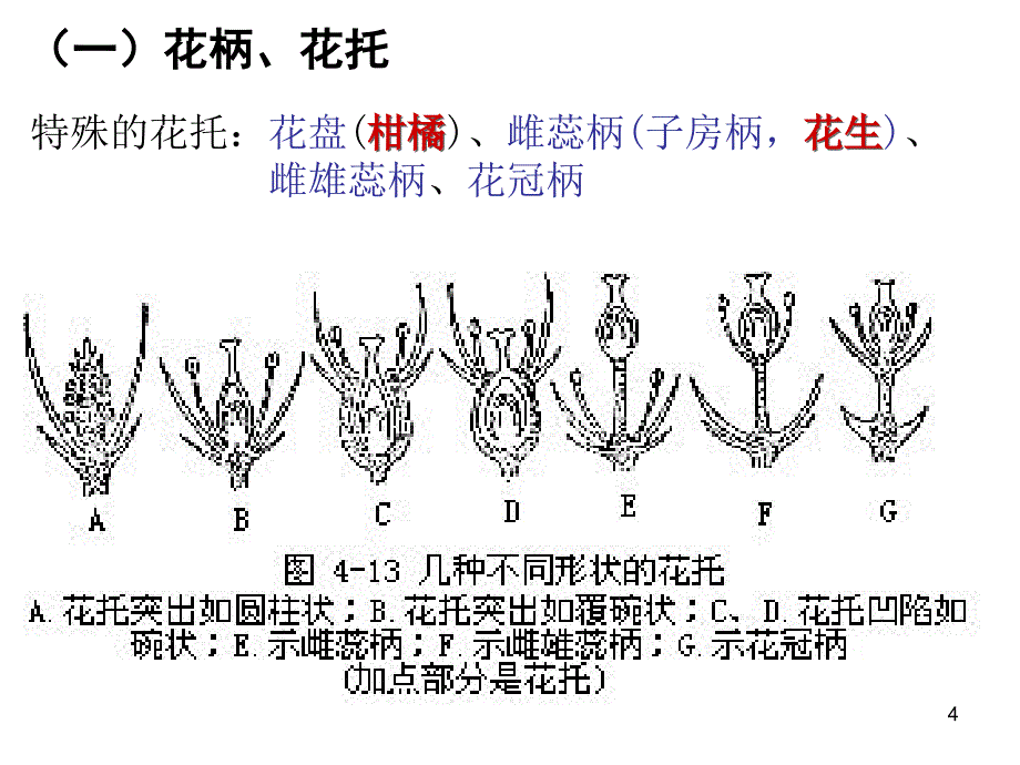 奥赛冲刺第轮考点串讲植物学繁殖_第4页