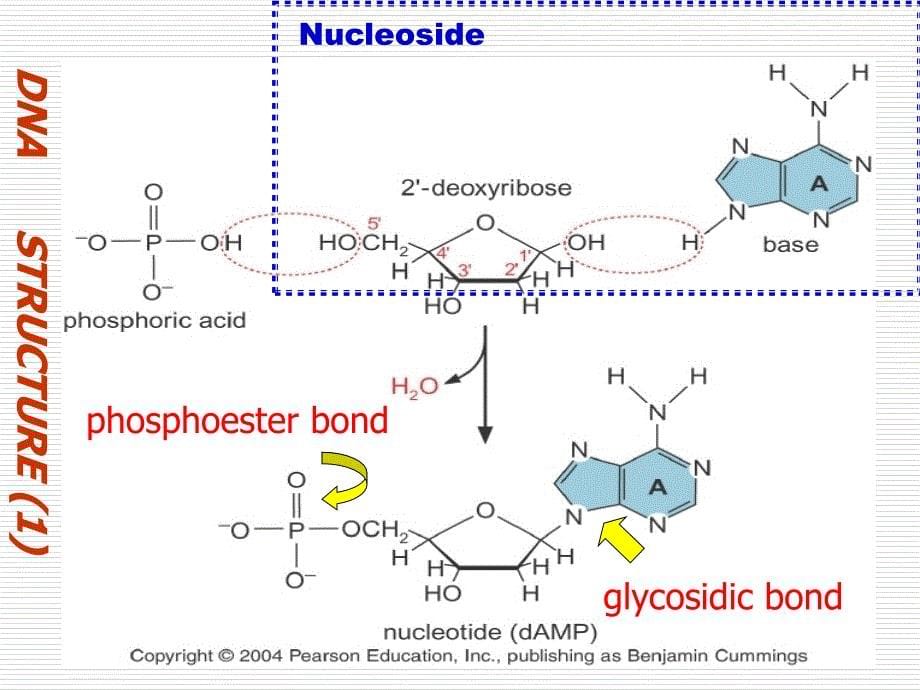 2013-第三章生物大分子的分离纯化资料_第5页