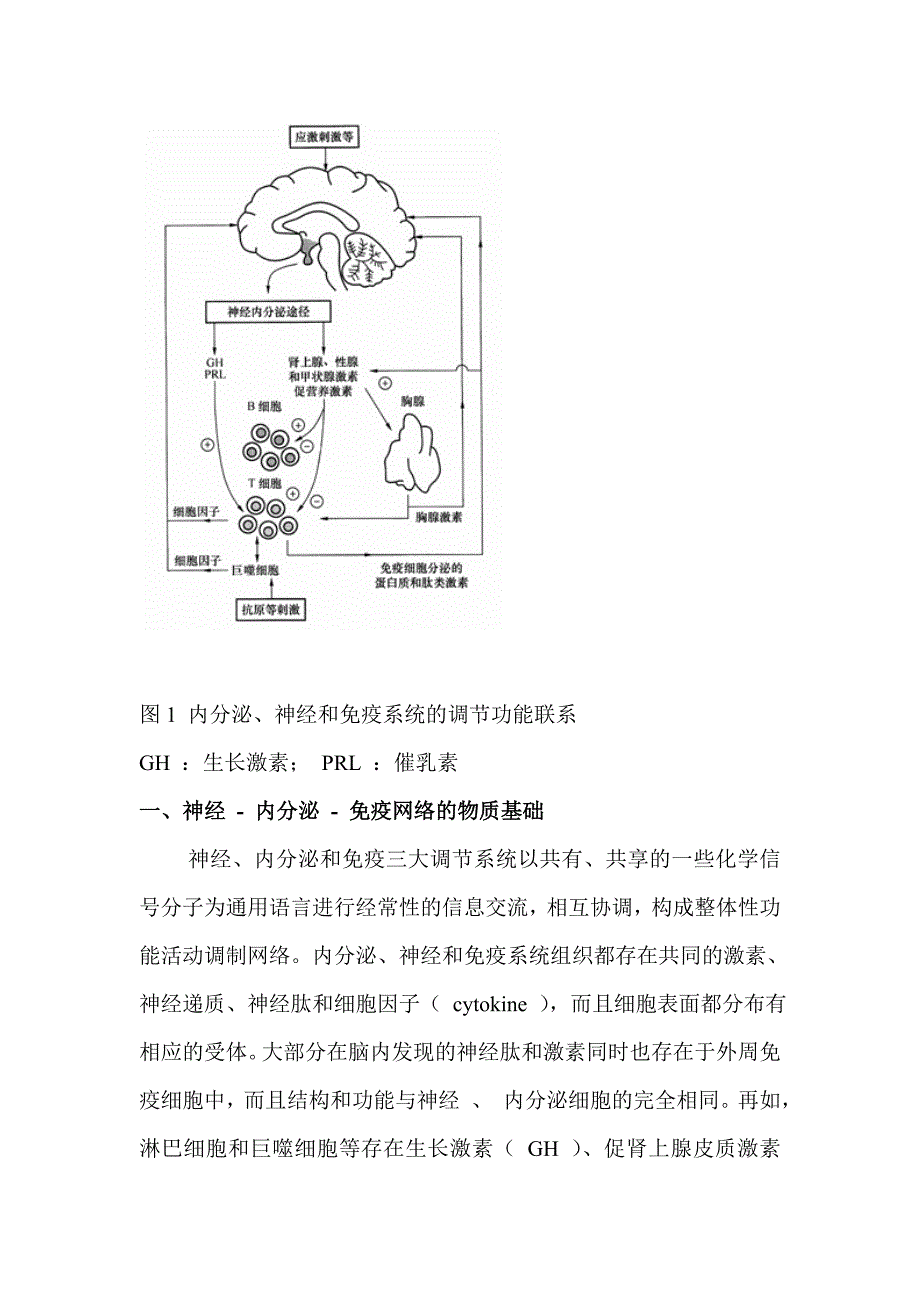 神经内分泌和免疫系统之间的相互关系_第2页