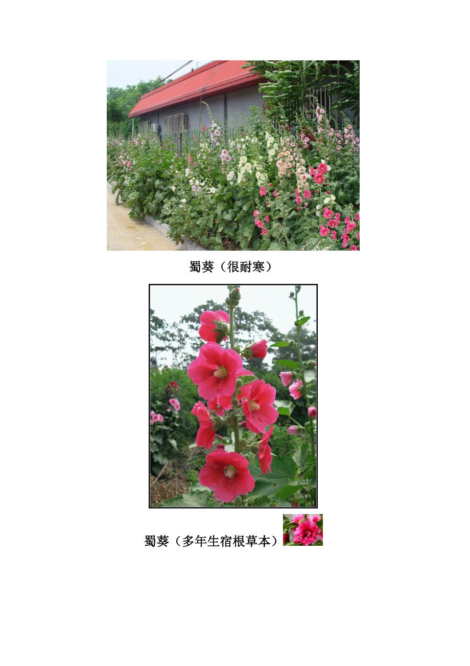 家庭庭园花卉照片之4_第2页