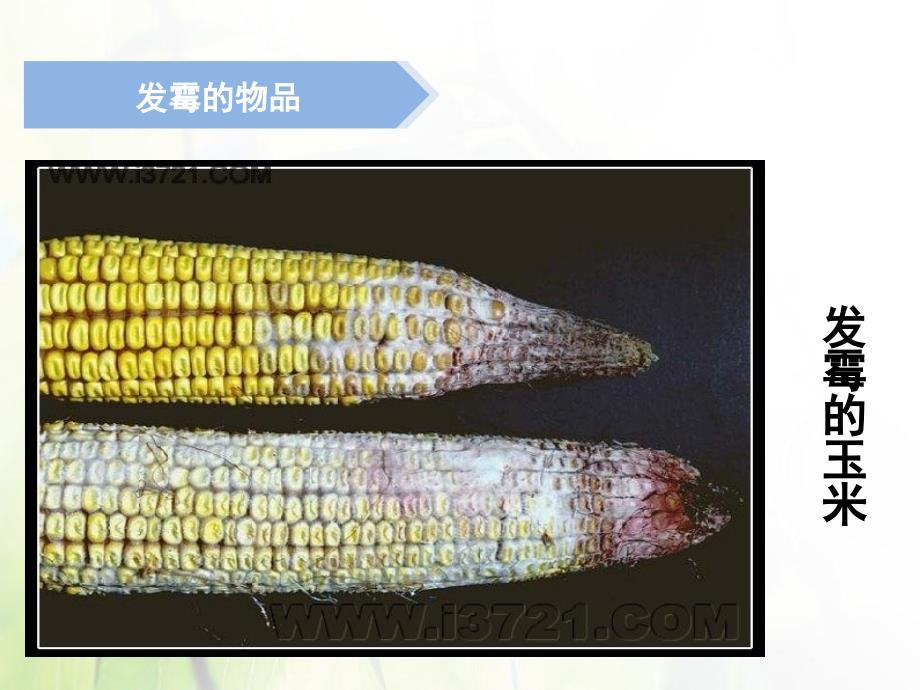 小学科学《馒头发霉了》课件_第3页