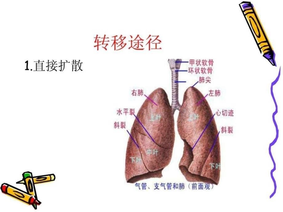 肺癌病人护理ppt1586825713_第5页