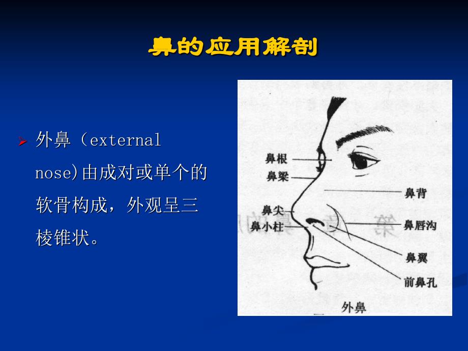 002鼻的应用解剖学和生理学文档资料_第2页