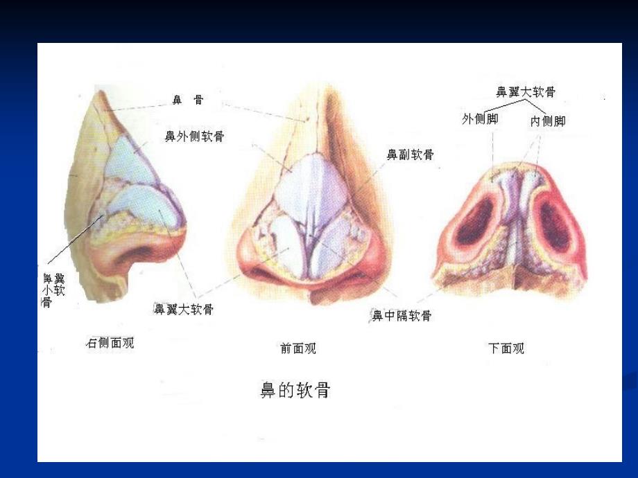 002鼻的应用解剖学和生理学文档资料_第4页