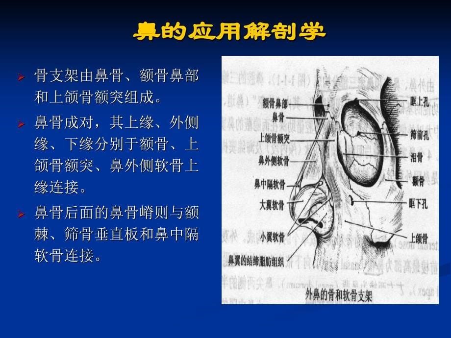 002鼻的应用解剖学和生理学文档资料_第5页