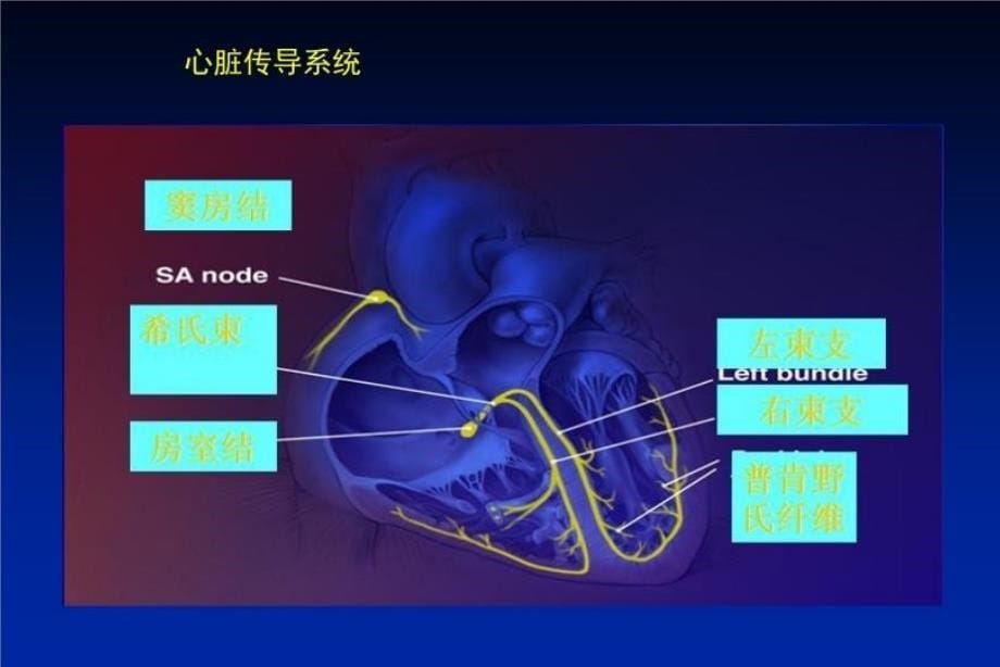 最新心律失常-11ppt课件_第5页